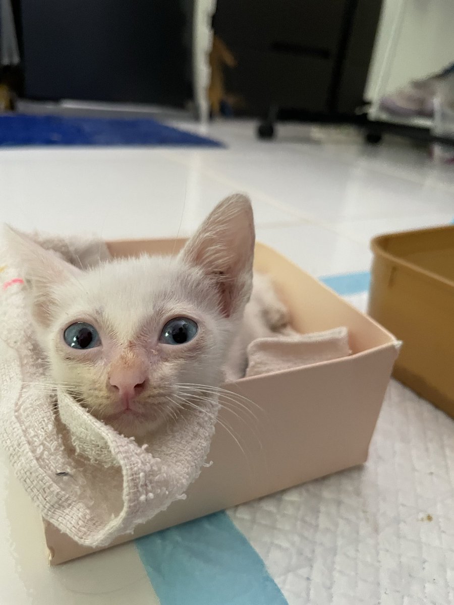 byangsie's tweet photo. My little angel. 🤍 https://t.co/jQUnPItYWB