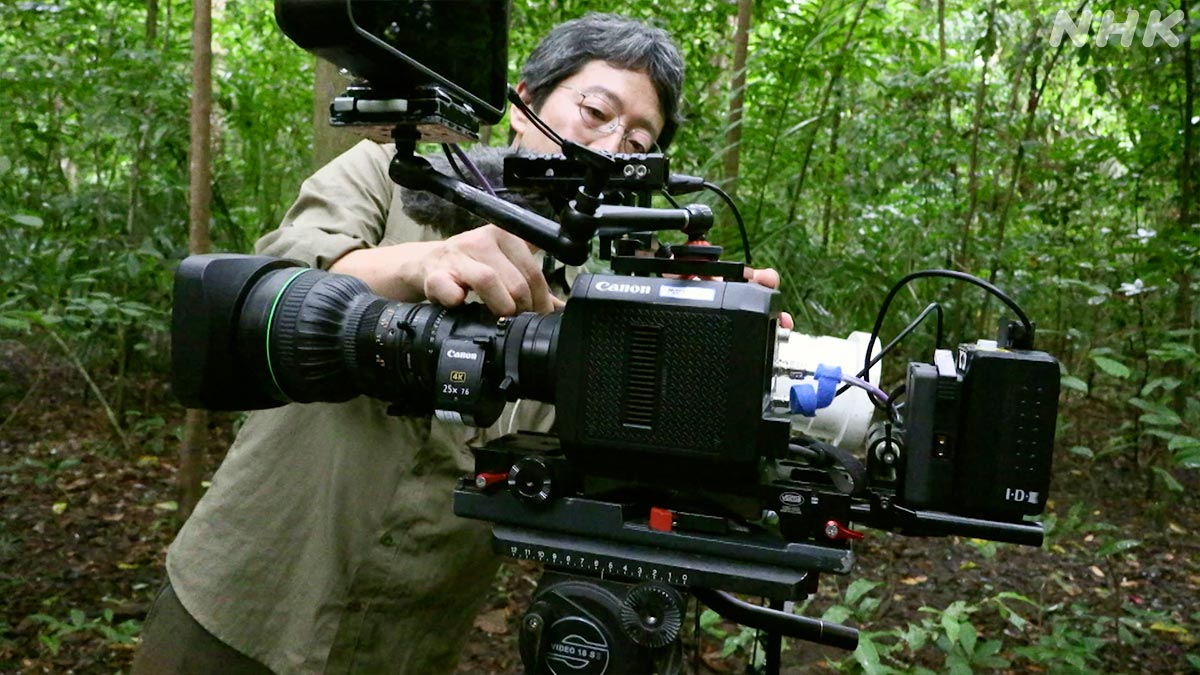 ダーウィンが来た! ダーウィンが来た！ on X