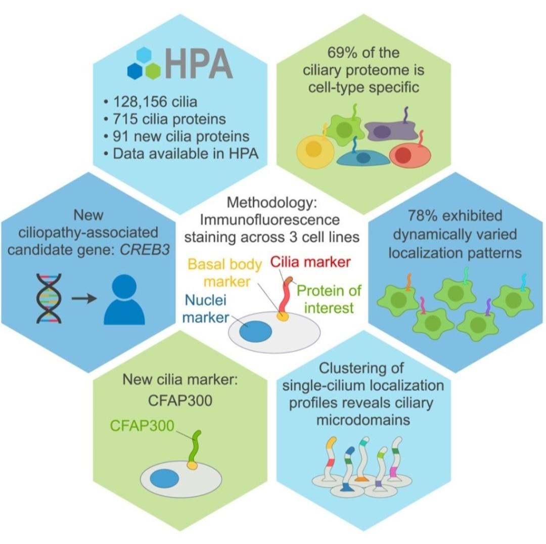 ascanet's tweet image. Jan Hansen ... Emma Lundberg applied large-scale antibody-based spatial proteomics and confocal 3D imaging to map proteins inside primary cilia across three types of human cells. ➡️cell.com/cell/fulltext/…
#singlecell #spatialbiology