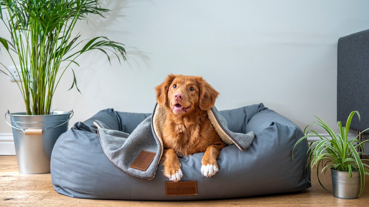 KC_political's tweet photo. Good news for renters in Scotland as the Housing (Scotland) Bill has passed! 

Landlords must now respond promptly &amp; can’t unreasonably refuse pet requests. We welcome this positive step towards making dog ownership more accessible in Scotland.🐶 https://t.co/och9AXiamz