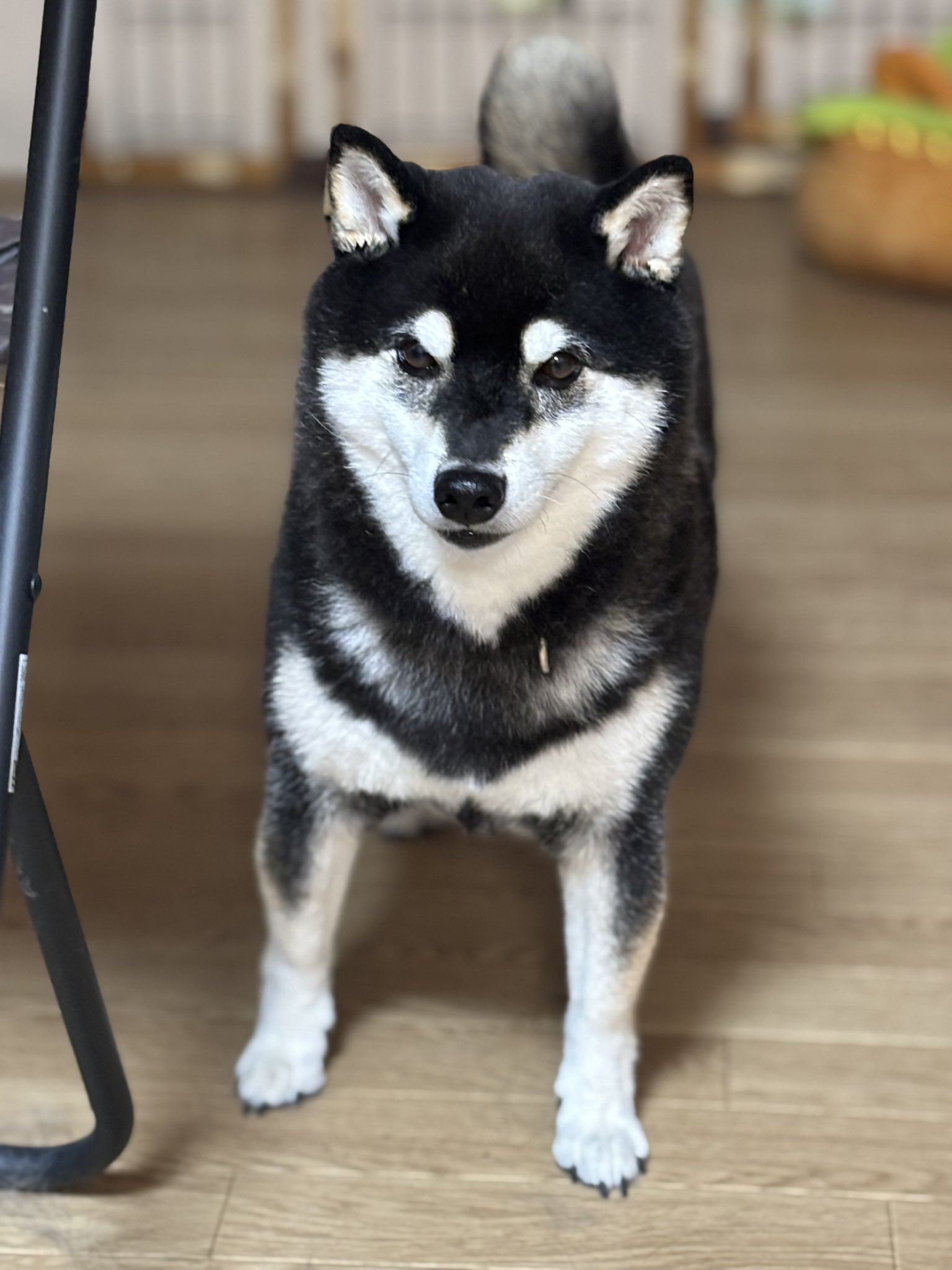 イヌ 値下げ！！普通のママチャリじゃない！ペットも載せれて、荷物も