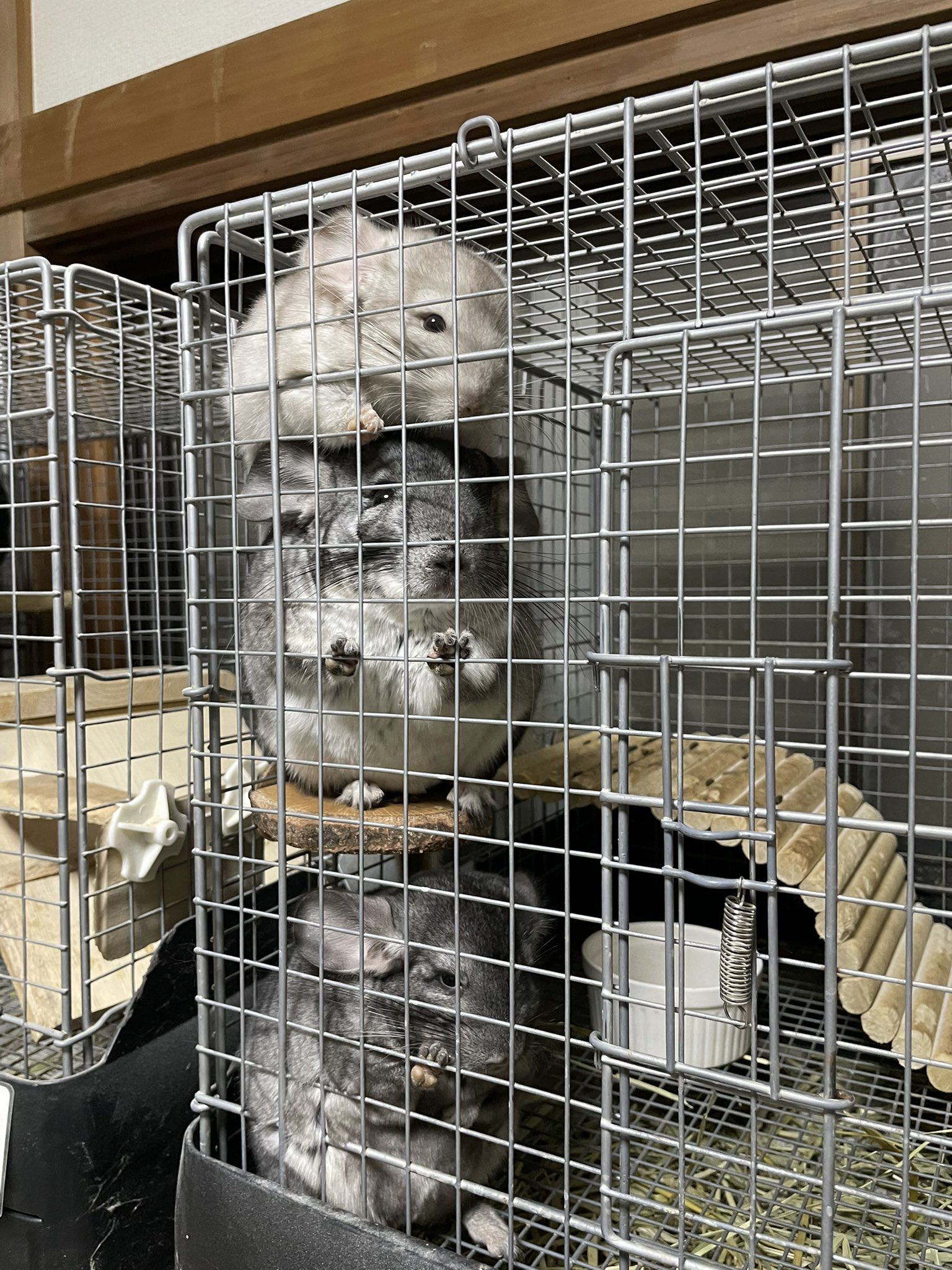 ♡チビ様ご確認♡ ちゃんとマークしてくれてるの嬉しいきもち♡