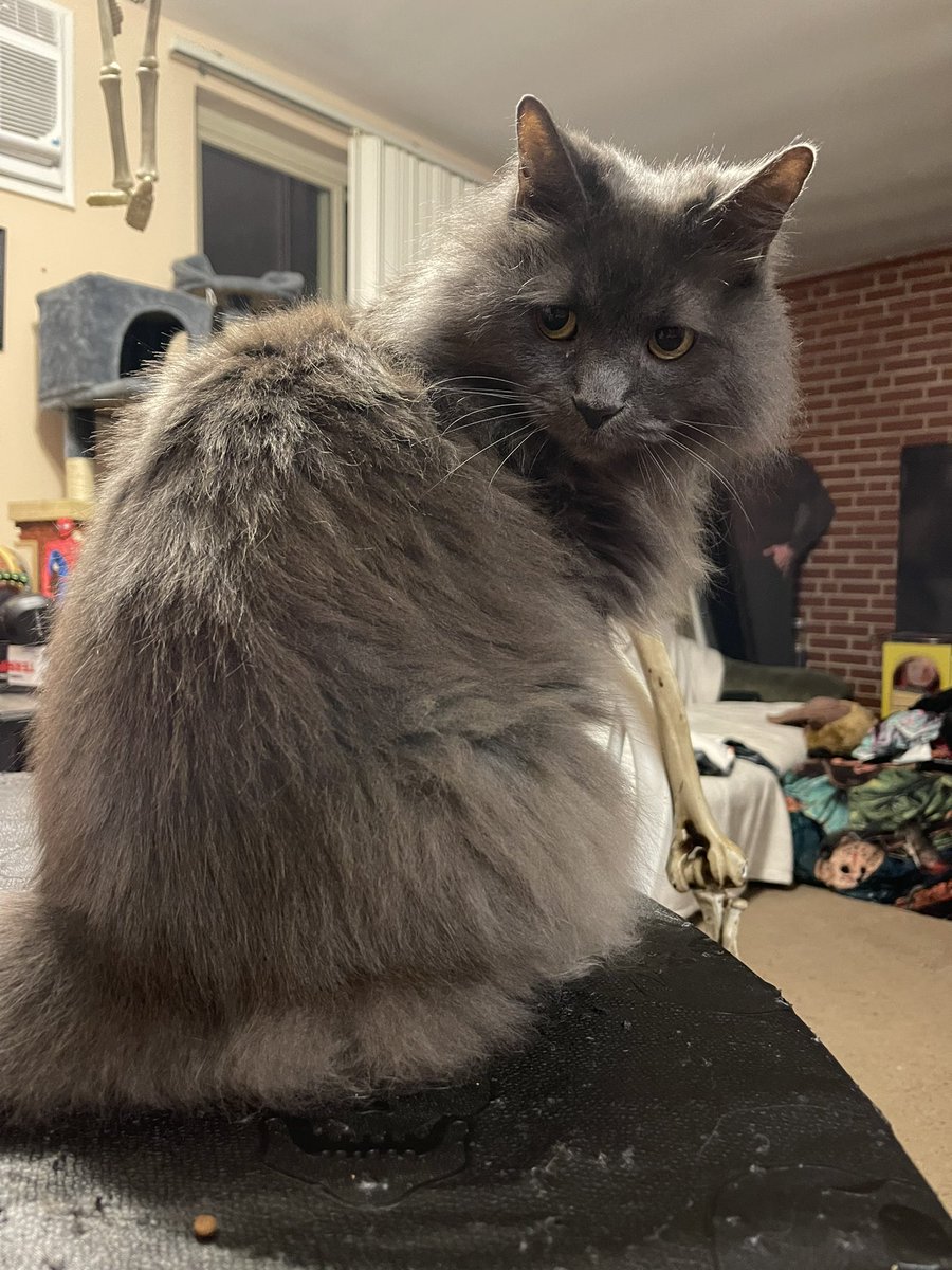 pepper 🌶️ & lugosi 🧛🏻‍♂️ tweet media