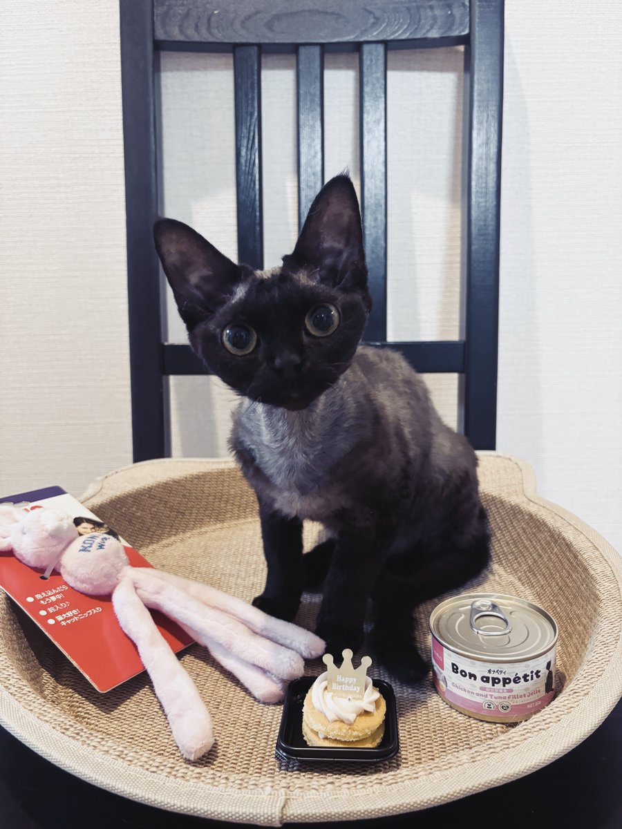 EUPHOBIA_Yosuke's tweet image. 10/3、今日はヘレナちゃん1歳の誕生日なのです🎂
おめでとうですよ、長生きしてね🥳

On October 3rd, today is Helena&apos;s first birthday🎂
Congratulations!Please have a long happy life🥳

#デボンレックス
#Devonrex