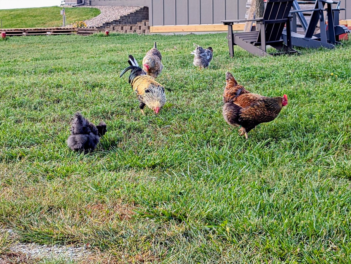 DocBohn's tweet image. Good morning

#GoodMorning #chickens