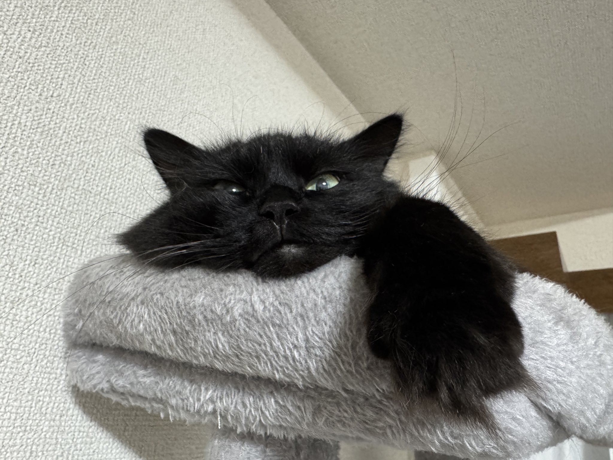 黒ねこボサのもふ日和 on X: 