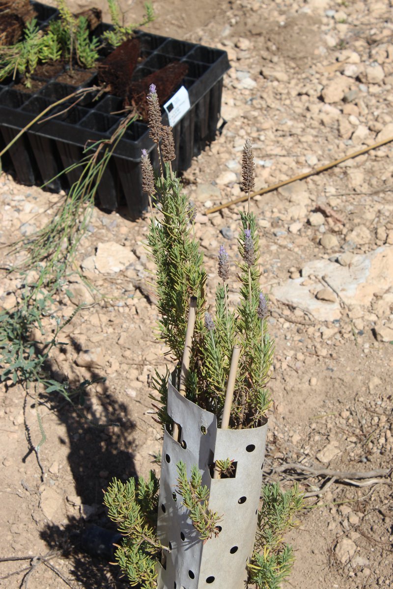 BosqueRomano's tweet photo. 🟢ACTUALIDAD🟢

🌱 Se retoman las plantaciones en el corredor verde de Bosque Romano tras el caluroso verano🌞

➡️https://t.co/nQdvakBQeZ

#bosqueromano @FBiodiversidad  #ProyectosPRTR #planderecuperación https://t.co/IEGAI1QawF