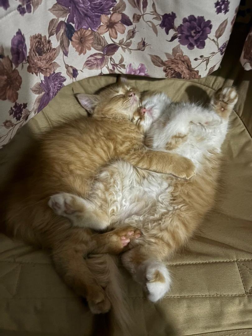 aaaaamin___'s tweet photo. Rumah rasa aman bila dua ekor ni tidur je. https://t.co/lmH0Z8TaWw