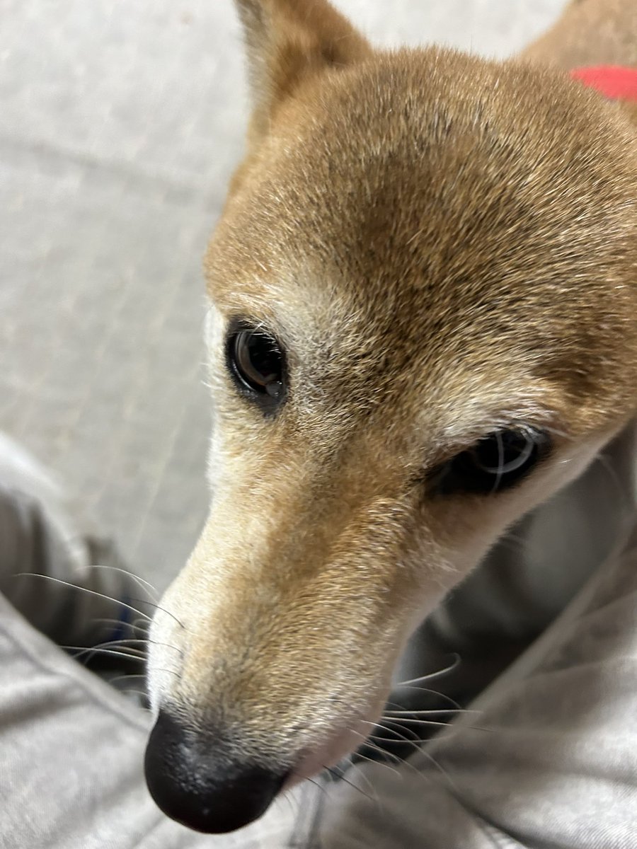 古川秀樹 tweet media