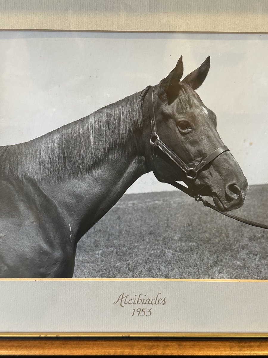 The G1 ALCIBIADES is named in honor of my grandfather HAL PRICE HEADLEY &amp; was a Champion 2 &amp; 3 year old in 1929 &amp; ‘30.

She too is a cornerstone of MILL RIDGE as SIR IVOR traced from her as did BUCKPASSER.

ALICE CHANDLER