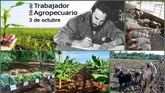 #DíadelTrabajadorAgropecuario en Cuba. #3deOctubre.   II Congreso del Sindicato de ese sector, Segunda Ley de Reforma Agraria, en 1963.
👍🌾🌱 a  productores, obreros que laboran  bajo el sol 🌞, técnicos, especialistas. Felicidades!! #IslaDeLaJuventud#