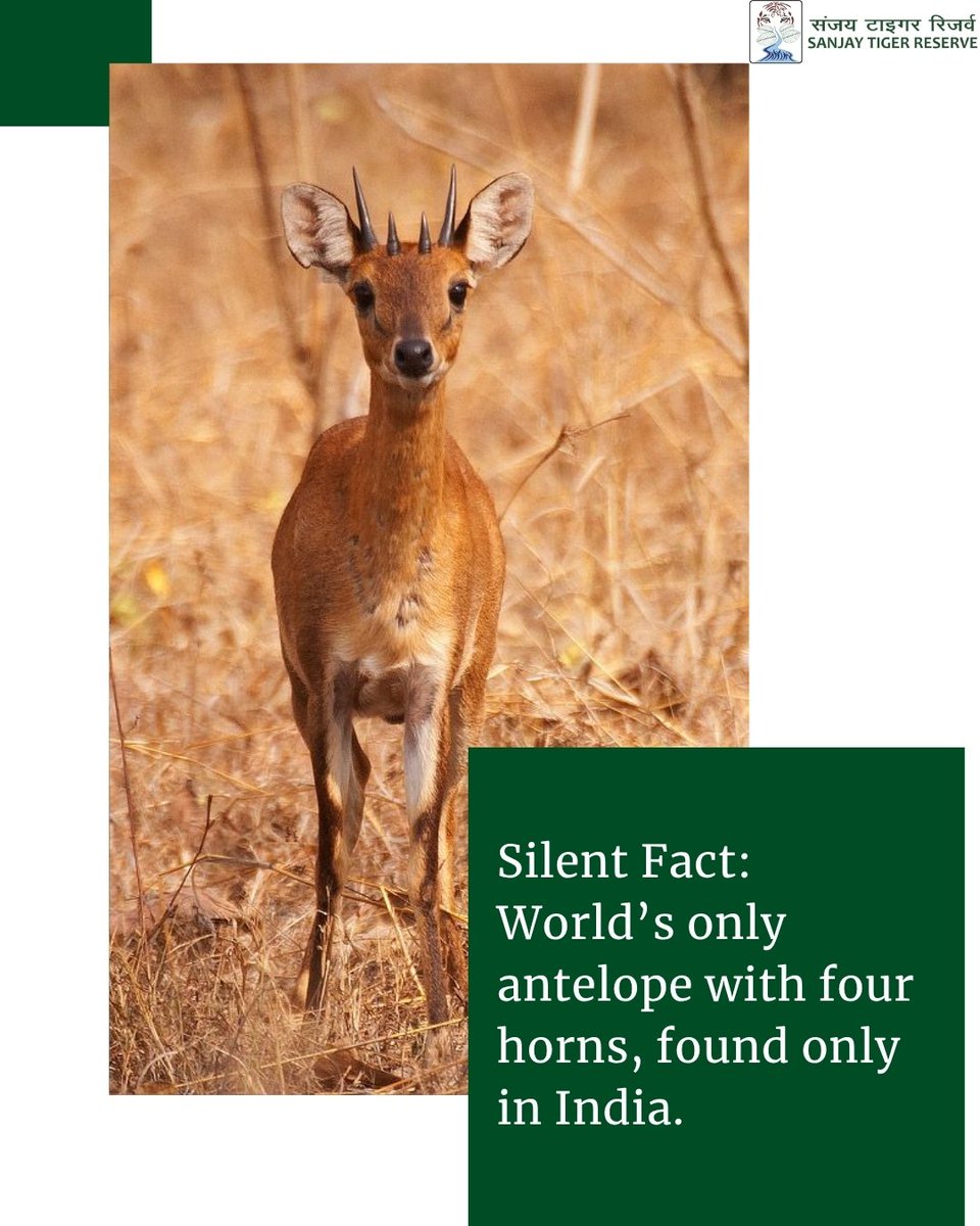 Sanjay_TigerR's tweet photo. The chausingha, the world’s only four-horned antelope, is a rare voice of our grasslands. Protecting it means saving India’s most neglected ecosystem.

#wildlifeweek2025 #sanjaytigerreserve #silentvoicesofsanjay #missionlife #ntca #mptfs #mpforestdepartment #chausingha https://t.co/6vGQNIn4gP