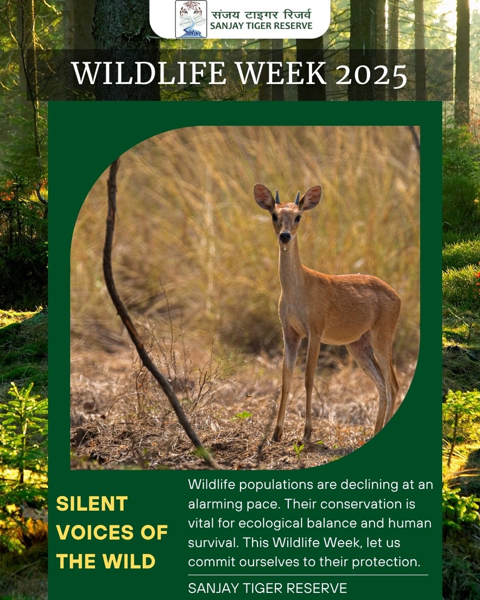 Sanjay_TigerR's tweet photo. The chausingha, the world’s only four-horned antelope, is a rare voice of our grasslands. Protecting it means saving India’s most neglected ecosystem.

#wildlifeweek2025 #sanjaytigerreserve #silentvoicesofsanjay #missionlife #ntca #mptfs #mpforestdepartment #chausingha https://t.co/6vGQNIn4gP