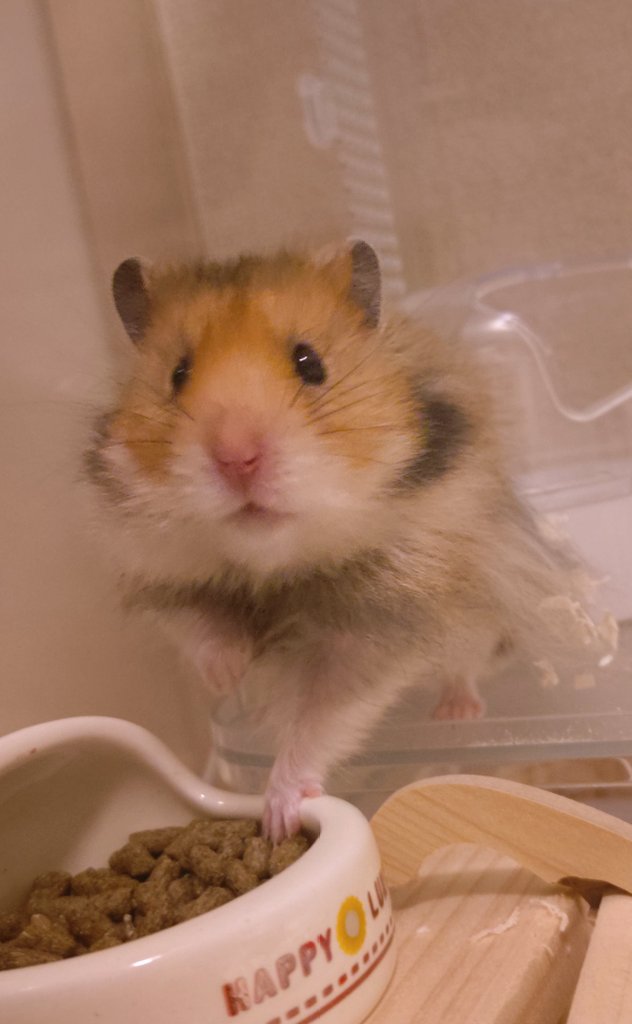 飯これだけですか？といった顔をしている