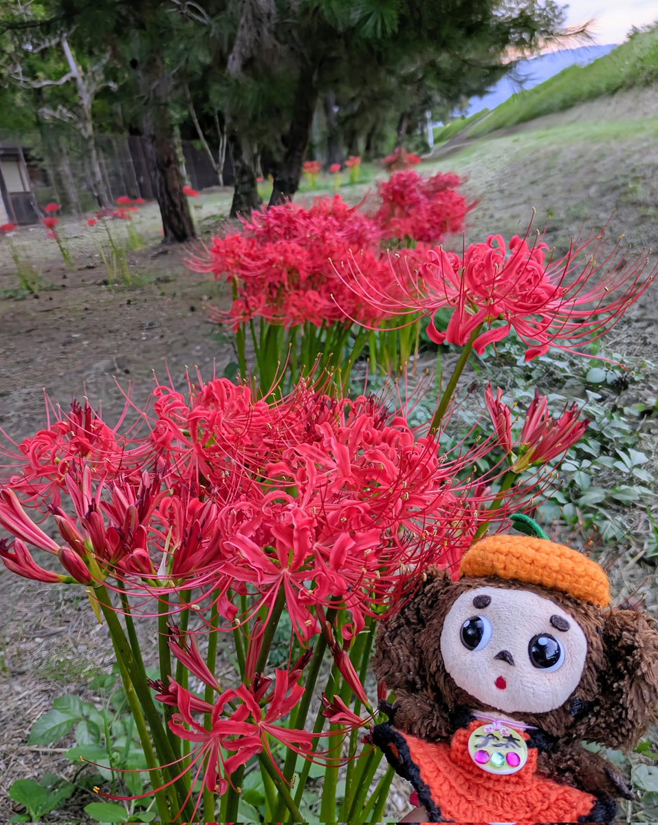 彼岸花、まだ咲いてたよ🏵️
#チェブラーシカ
#よぴ家の日常