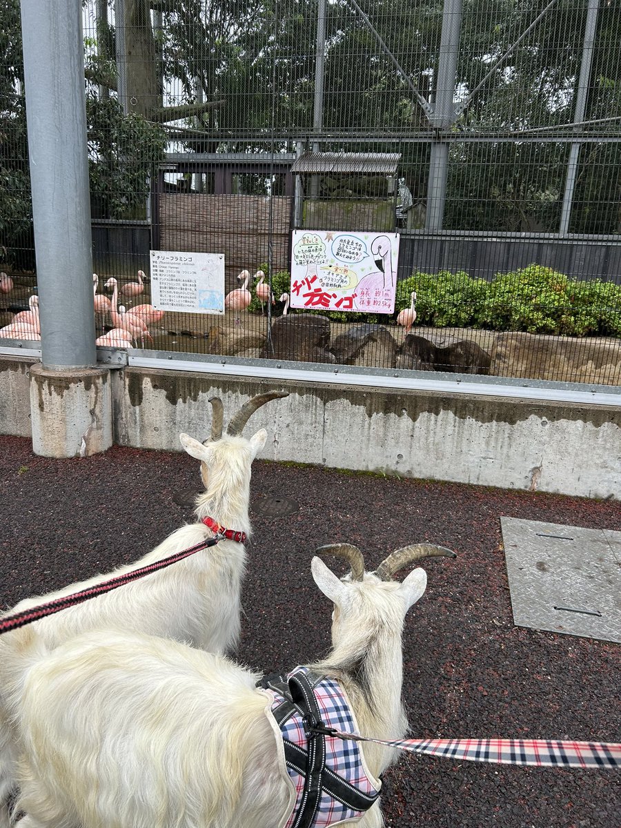 FukuyamaZoo's tweet photo. 今日は園内のお散歩に出かけた #ヤギ ーズ🐐

やけに #チリーフラミンゴ🦩が気になるみたいで、ずーっと観察してました

次は晴れた日にお出かけしようね〜

#福山市立動物園
#ピグミーゴート
#リング　#プラ https://t.co/bNuBvTCNrq