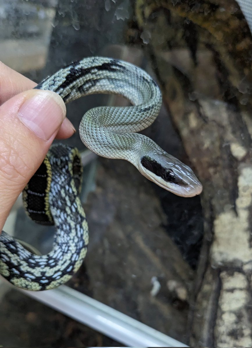 mate_tree's tweet image. 5日は浜松町とんぶり市25です！
お品書きです！
その 1　ベトナムスジオ

スジオ飼うならベトナムよ！
だってぇ…大型で、顔が尖っててぇ、荒くてぇ、超クール💙
…何より美しい✨️
みんな大好きブルービューティー！
4万5千円です！