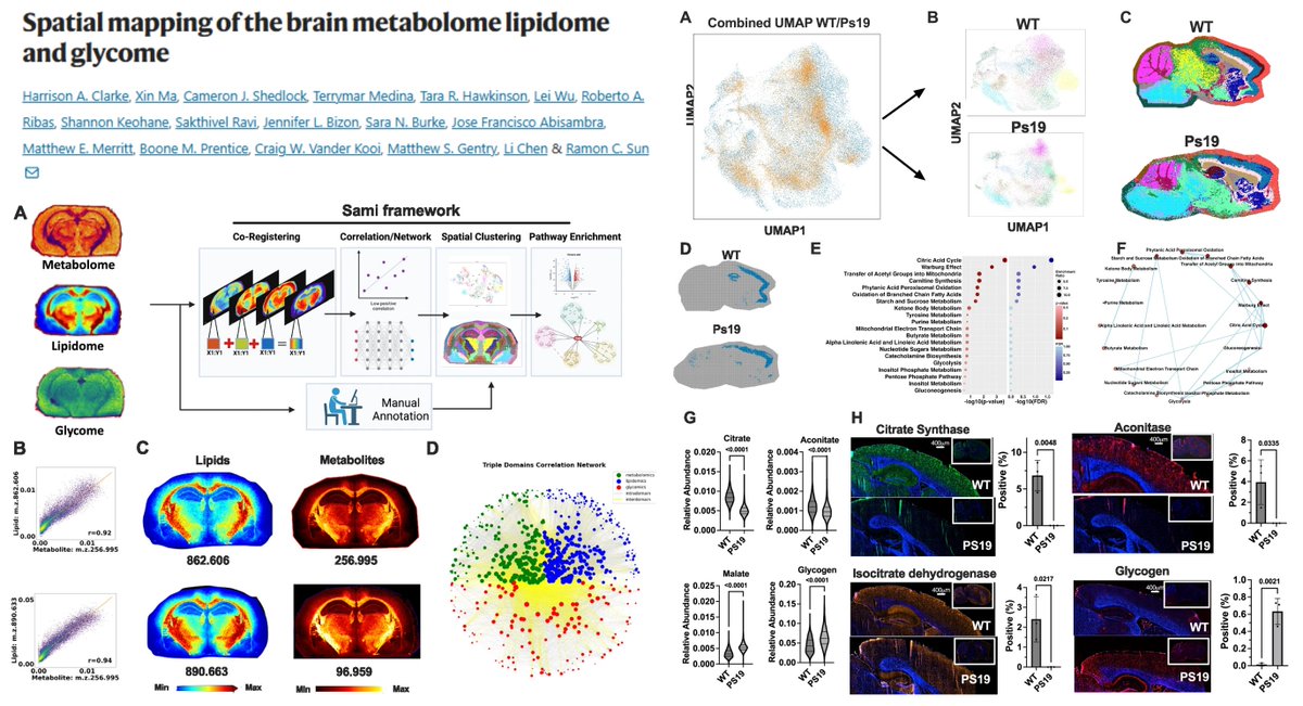 HaoYin20's tweet image. Spatial Multiomics (Metabolome➡️  Lipidome➡️ Glycome) on a single 10 µm brain section👹

+Sami
 Spatial Augmented Multiomics Interface
with Small Molecule Pathway Database

Direct pixel-to-pixel matching across modalities😎

@RCSunlab @NatureComms 2025
nature.com/articles/s4146…