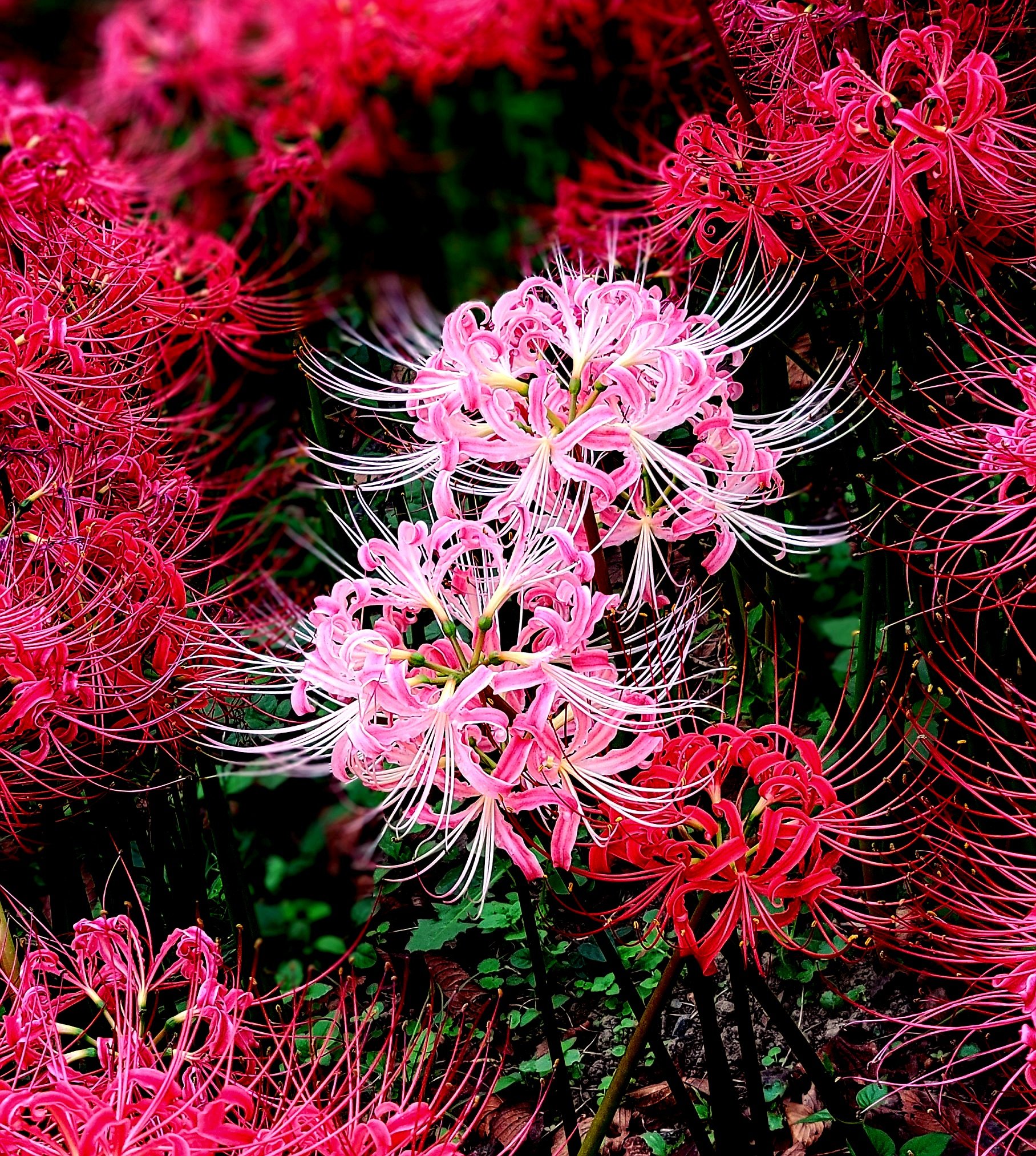 ちゅん (@aebBN6iwx957557) / X