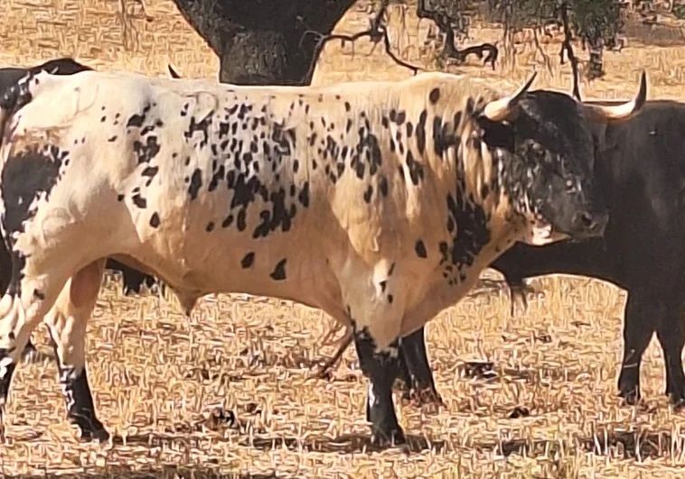 El arte de Belmonte tweet media