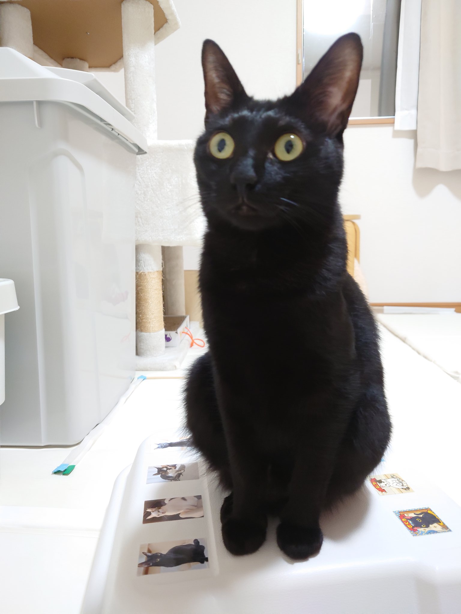 黒猫みんと G0EJdF6bQAAutSH.jpg