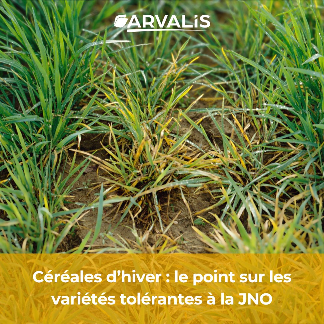 🌾 Le choix de la variété semée est important dans la réflexion de la stratégie de protection des céréales d’hiver face à la jaunisse nanisante de l’orge (JNO) et la maladie des pieds chétifs. 

Le point avec ARVALIS sur les variétés tolérantes à la JNO 👉 arvalis.fr/infos-techniqu…