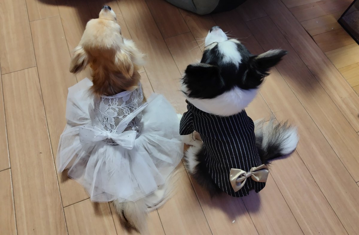 kirisatolove's tweet photo. 2025/10/03
本日6年間お付き合いさせて頂いていた方と入籍しました💍✨
オルカとウィンにタキシードとドレスを来てもらいました
これからも2人と2匹で頑張っていくのでよろしくお願いいたします🙏 https://t.co/2fOCnqwP1j