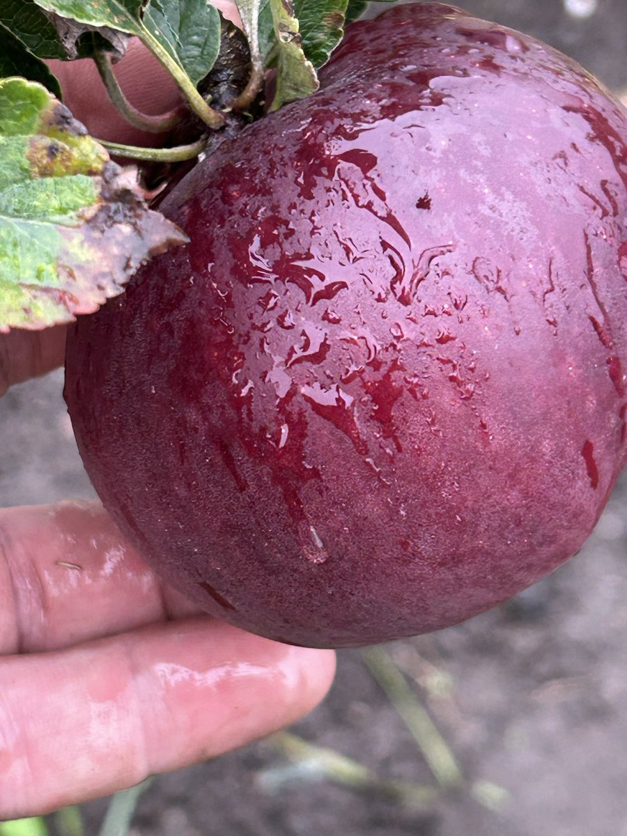 stewart waine tweet media