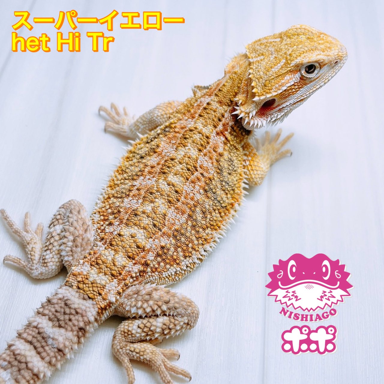 ポポのケージ引き取り限定。 ソフィアさま専用美品◎ポポのケージ✖️2 交換灯3 本 引き取り