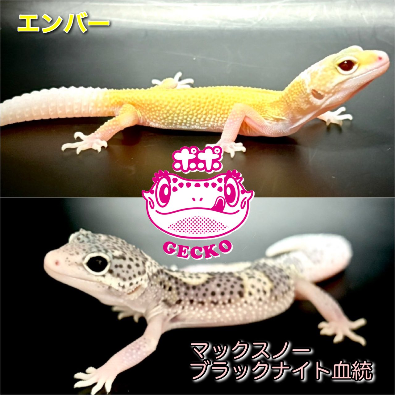 ポポのケージ (@poponocage) / X