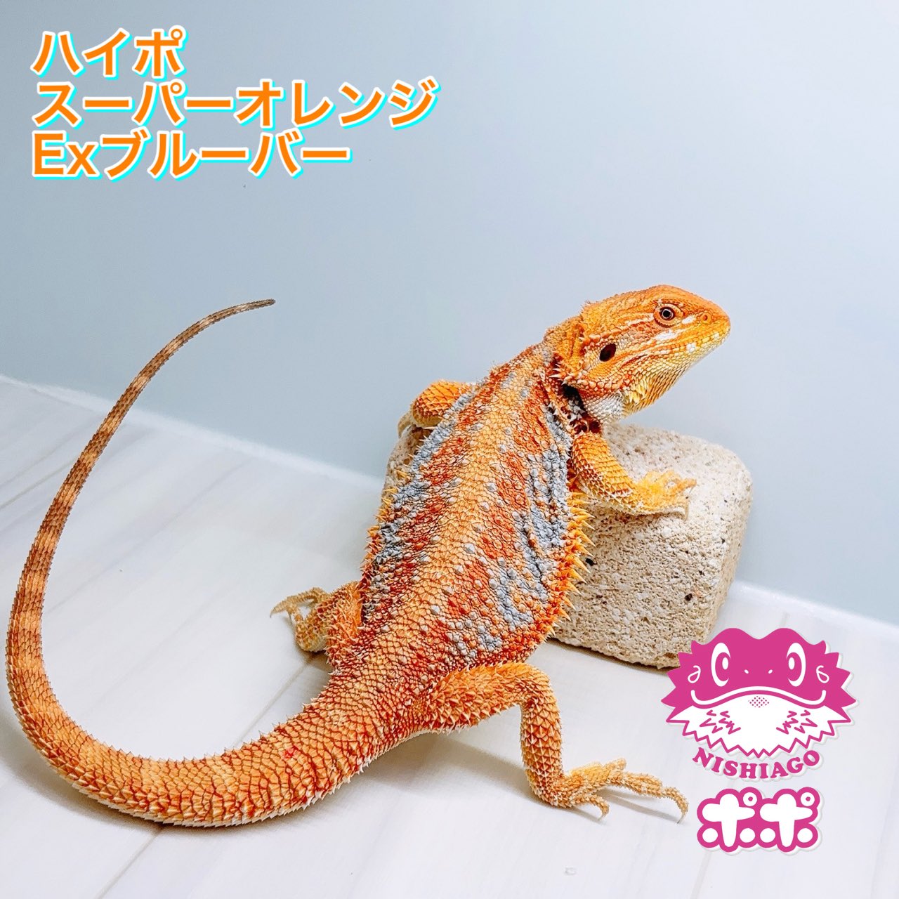 ポポのケージ (@poponocage) / X