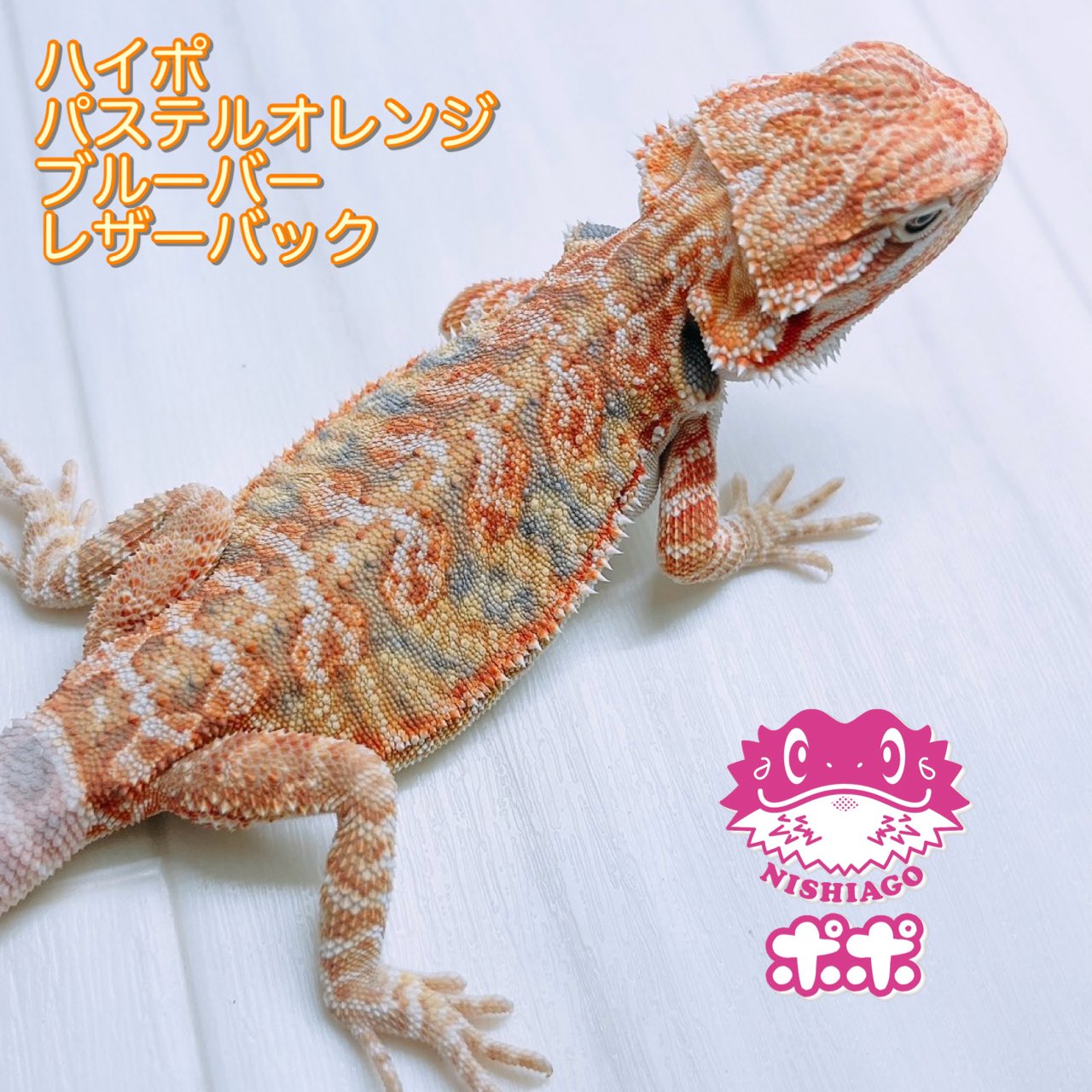 【美品】【匿名配送】ポポのケージ　フトアゴヒゲトカゲ　爬虫類 ポポのケージ (@poponocage) / X