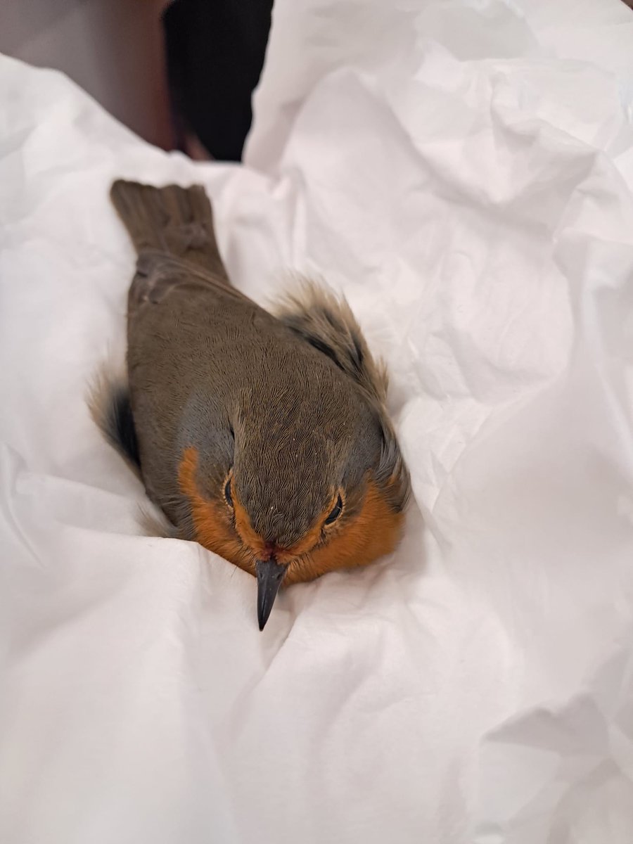 Quan trobem un animal ferit, hem de trucar al 112 o als Agents Rurals. 🙏🏻 Això és el que hem fet quan hem trobat un pit-roig ferit a la nostra escola. Estimem la natura. 🤗 @agentsrurals_cat #ViuDomeny #guardamenysdelanatura #escolesverdes