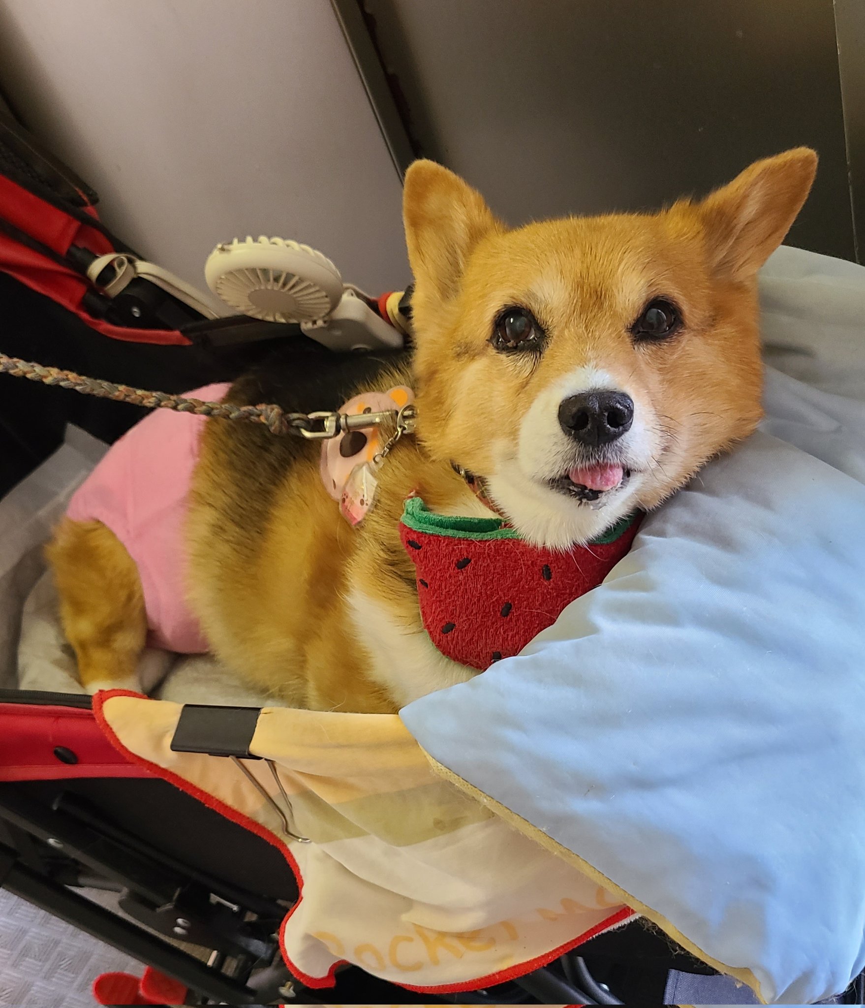 ①チロルページ ①チロルページ Sinclair ZX Interface 1 and ZX Microdrive (1983