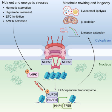 Molecular Cell tweet media