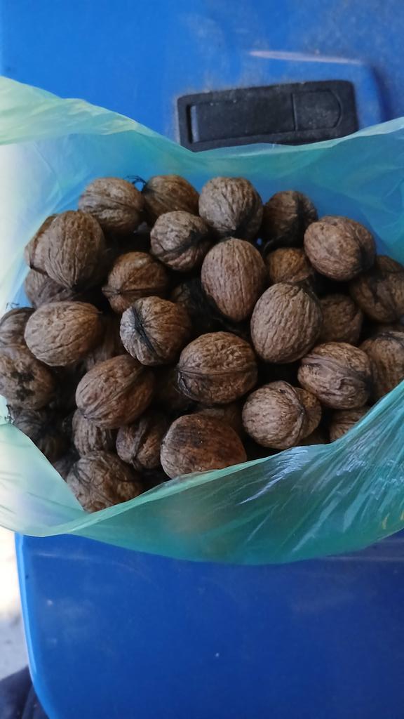 Walnuts!
Not large this year but free.
I do a sweep carpark and grounds where the tree is every evening, as fast as I pick them up they are falling off.
<a href="/AndyWoodturner/">Andy Coates</a>