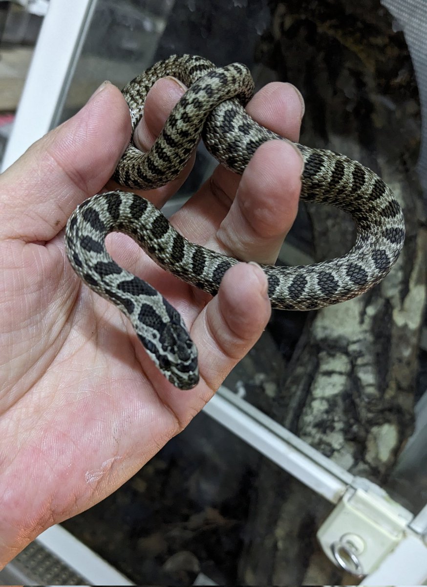 mate_tree's tweet image. 浜松町とんぶり25
お品書き その2　トウオウナメラ

ブルガリアラットスネーク、イースタンフォーラインなど呼ばれます！
タイリクシマヘビとは違うのでフォーラインは入りません！
コレいっとけ！もし私が良いパートでも見つかったら途端に売りに出さなくなるんだからね！
2万5千円！安い！…安いか？