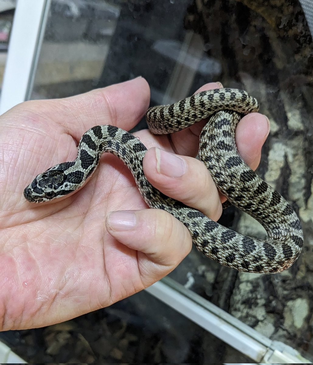 mate_tree's tweet image. 浜松町とんぶり25
お品書き その2　トウオウナメラ

ブルガリアラットスネーク、イースタンフォーラインなど呼ばれます！
タイリクシマヘビとは違うのでフォーラインは入りません！
コレいっとけ！もし私が良いパートでも見つかったら途端に売りに出さなくなるんだからね！
2万5千円！安い！…安いか？