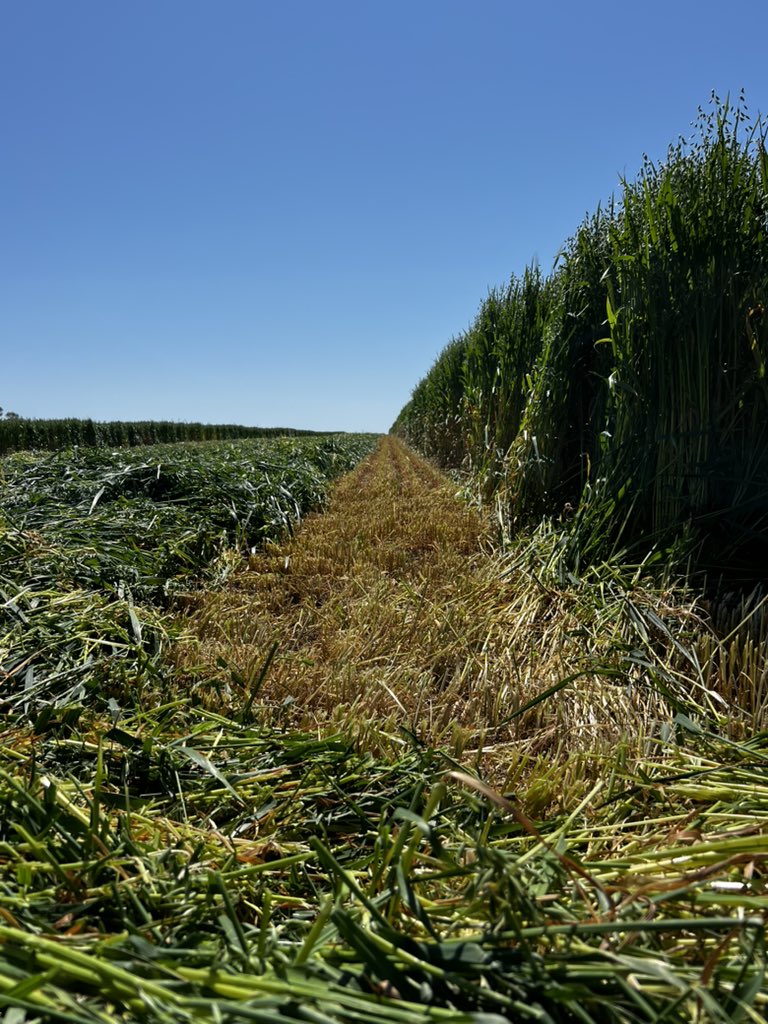 Tracy Lefroy tweet media