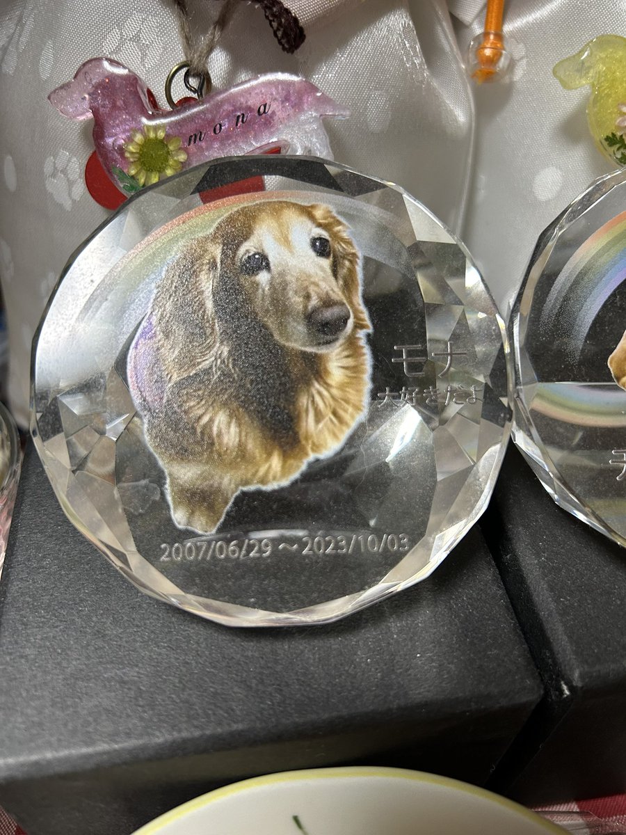 chom216m's tweet photo. 今日はモナ🐶の2回目の命日です。
2年経っても悲しみは消えませんが、幸せをたくさんくれたモナ。
いつか🌈で会える日のために、笑顔で過ごそうと思います。
自慢の飼い主でいたいですからね。
朝から泣いたことは内緒です。
#秘密結社老犬倶楽部天国支部 https://t.co/YrXTFZUniH
