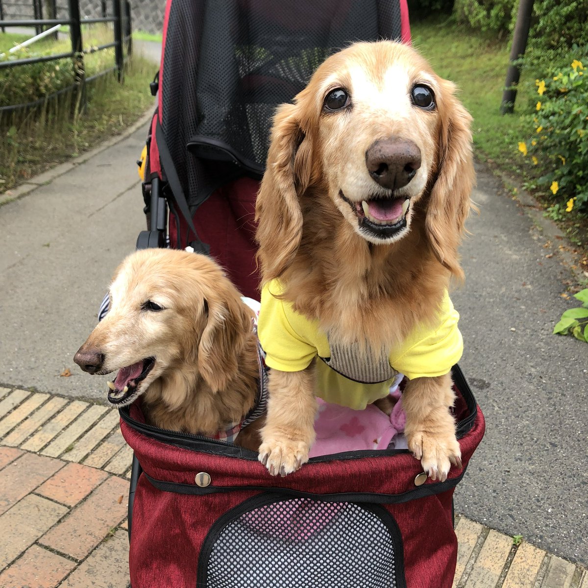 chom216m's tweet photo. 今日はモナ🐶の2回目の命日です。
2年経っても悲しみは消えませんが、幸せをたくさんくれたモナ。
いつか🌈で会える日のために、笑顔で過ごそうと思います。
自慢の飼い主でいたいですからね。
朝から泣いたことは内緒です。
#秘密結社老犬倶楽部天国支部 https://t.co/YrXTFZUniH