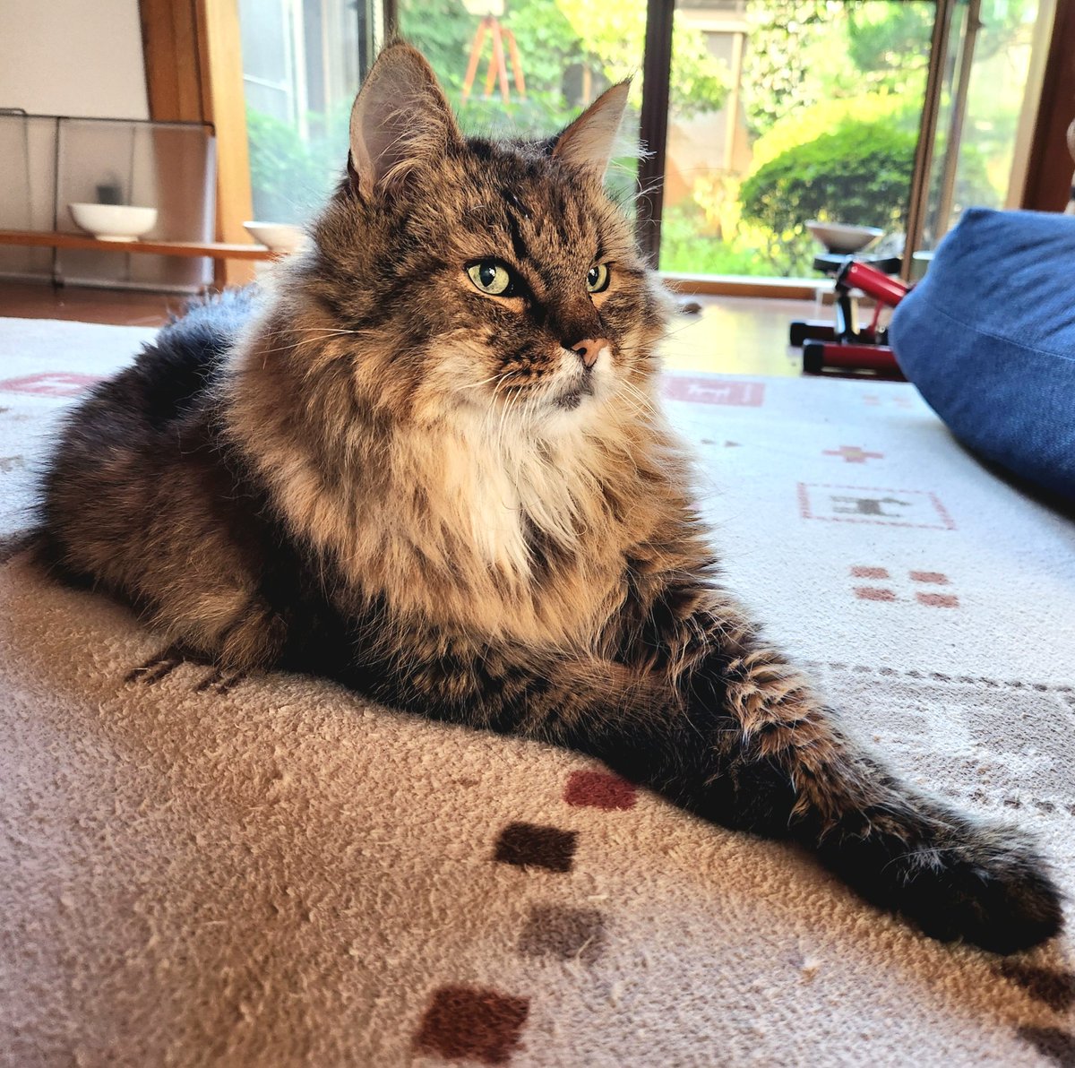 前足を重ねるとこうなります😺

#猫の居る暮らし