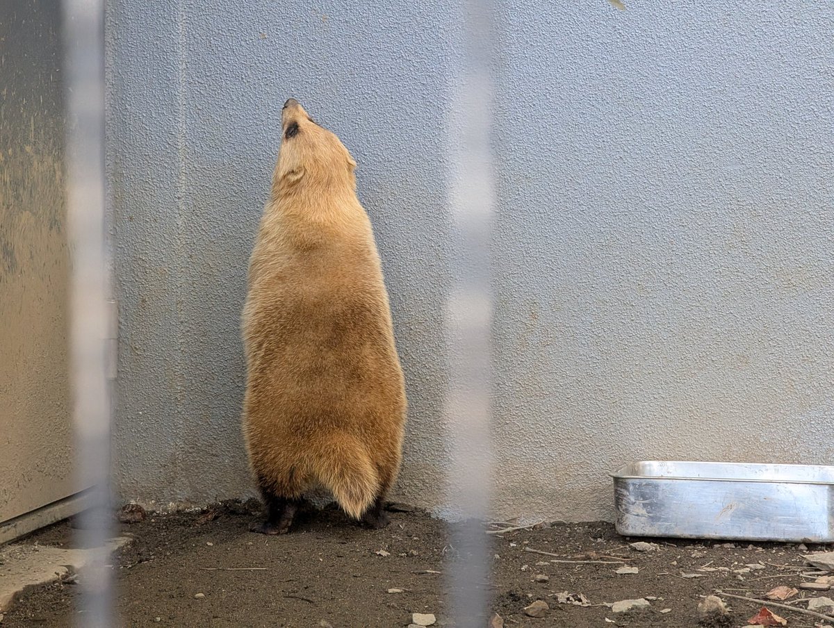 立ち姿のアナグマさん、尻尾がキュート(*´ω｀*)

#アナグマ #ニホンアナグマ #盛岡市動物公園 #ZOOMO