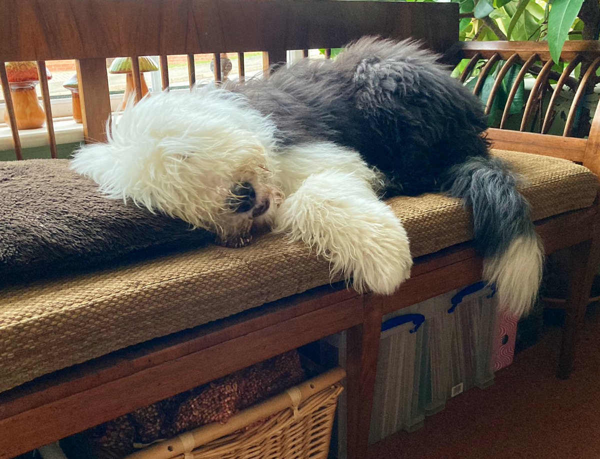 Rainy day today so I’m having fun with my antler chew on the window seat. Lots of new adult teeth coming through at the moment! 🐶🦷🦌