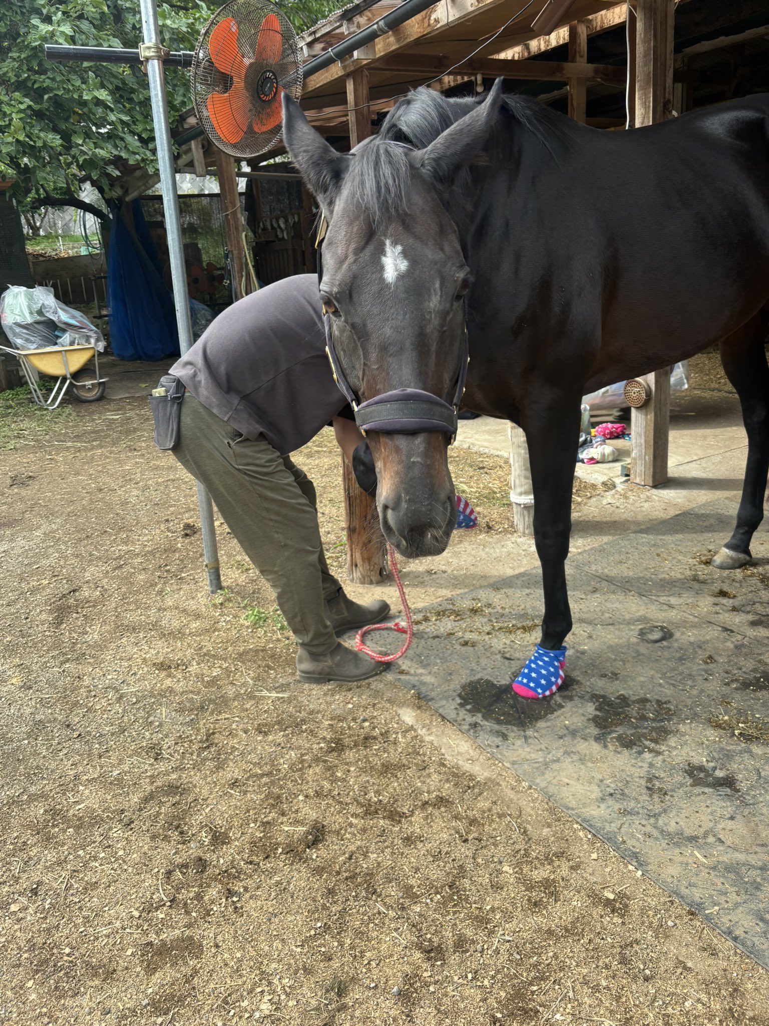 合う馬 ときがわホースケアガーデン馬、動物たち😆❤️ on X: 