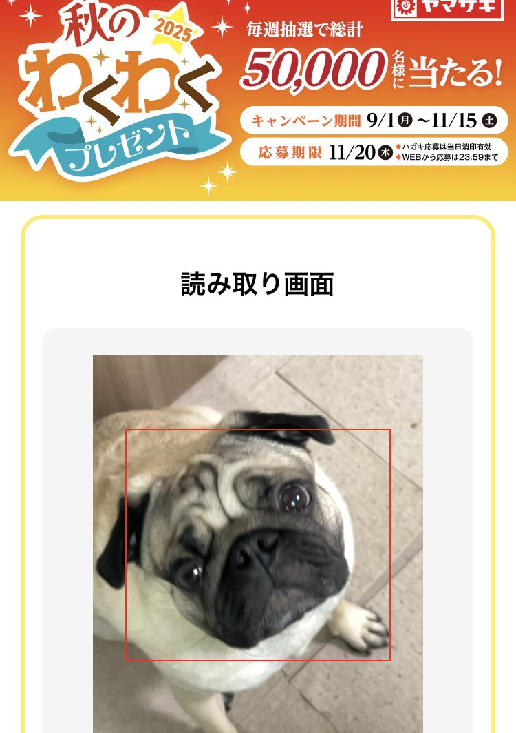 Pug__uuupeee's tweet image. うーぺーのシワは読み取れないね(あたりまえ)