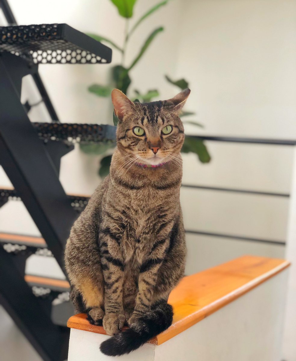 Amigos este fin de semana hay jornada de adopción para perritos y gatos especiales. Los viejitos o con alguna discapacidad que nadie adopta. Créanme, son los mejores, amor sincero e infinito. Hace 6 años adoptamos a este cojo que nadie quería. Hoy es mi mejor amigo