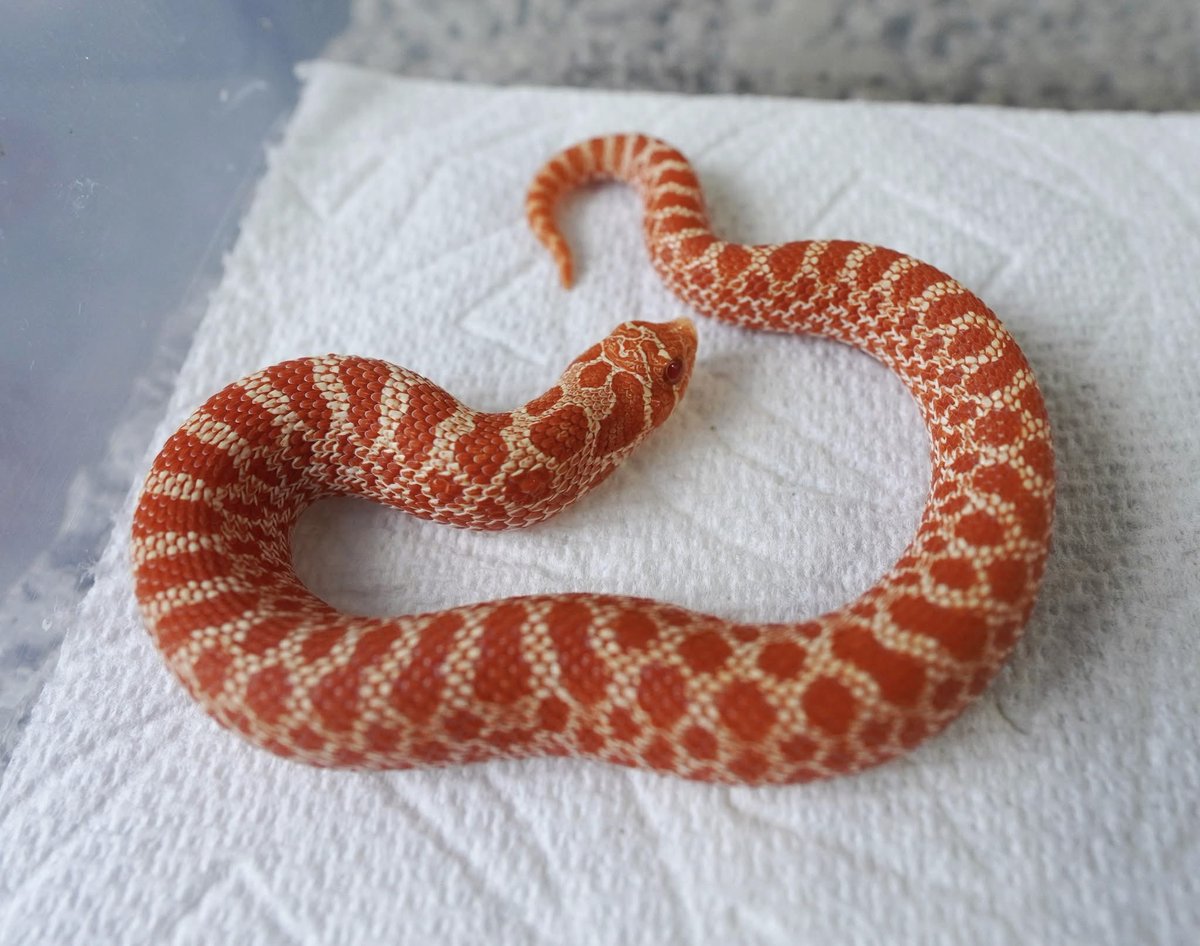 ReptileJk's tweet photo. ❤️‍🔥❤️🐽❤️❤️‍🔥

2025 

Extreme Red Albino 

WOW ! gorgeous color 

Thanks, 
JK Reptile Company

Website
https://t.co/VRCeoM1XPP

#豬鼻蛇
#hognosesnakes
#snake
#玩具蛇
#寵物蛇
#シシバナヘビ
#파충류
#爬虫類 https://t.co/ocnr5SD374