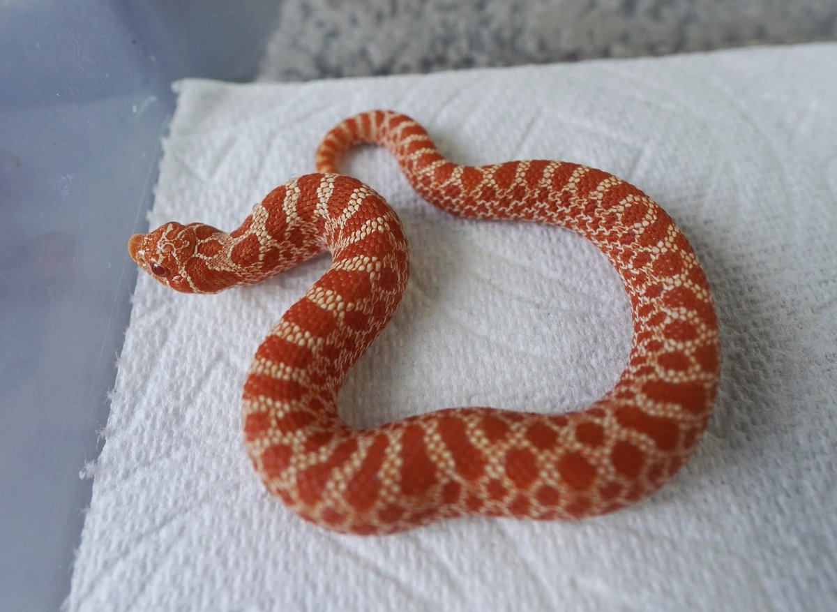 ReptileJk's tweet photo. ❤️‍🔥❤️🐽❤️❤️‍🔥

2025 

Extreme Red Albino 

WOW ! gorgeous color 

Thanks, 
JK Reptile Company

Website
https://t.co/VRCeoM1XPP

#豬鼻蛇
#hognosesnakes
#snake
#玩具蛇
#寵物蛇
#シシバナヘビ
#파충류
#爬虫類 https://t.co/ocnr5SD374