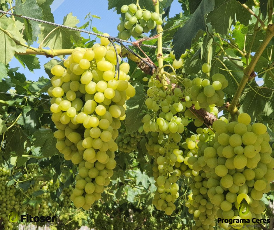 FitoserA's tweet photo. Orgullo del Vinalopó presente en #FruitAttraction2025. La uva de mesa embolsada no solo destaca por su calidad, sino por el trabajo técnico que hay detrás. En #FitoserAgro apoyamos a los productores con asesoramiento, productos fitosanitarios y nutrición vegetal.
#programaceres https://t.co/hy4SKBQShz